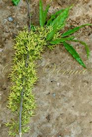  Inflorescence